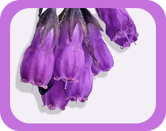 Allantoin